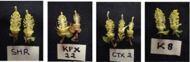Gambar 2. Struktur organ bunga jantan tiga aksesi  yang  memiliki  karakter  restorer   sifat  mandul  jantan  (KPX  22, SHR, dan CTX  2) dibandingkan dengan Kanesia 8 