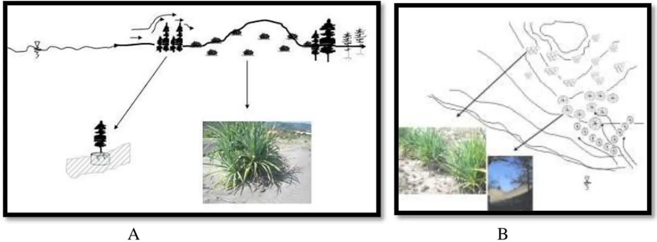 Gambar 1. Teknik konservasi Gumuk Pasir dengan peletakan vegetasi di depan, tengah, dan belakang Gumuk Pasir, (A) tampak  samping, (B) tampak atas (Budiyanto, 2011) 