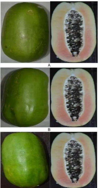 Gambar 6 Nilai  warna  indeks  “L”  (A);  warna  indeks  “a”  (B);  dan  warna  indeks  “b”  (C)  buah  pepaya  pada  berbagai  konsentrasi  ethephon  yang  disimpan  pada suhu ruang pascapematangan buatan