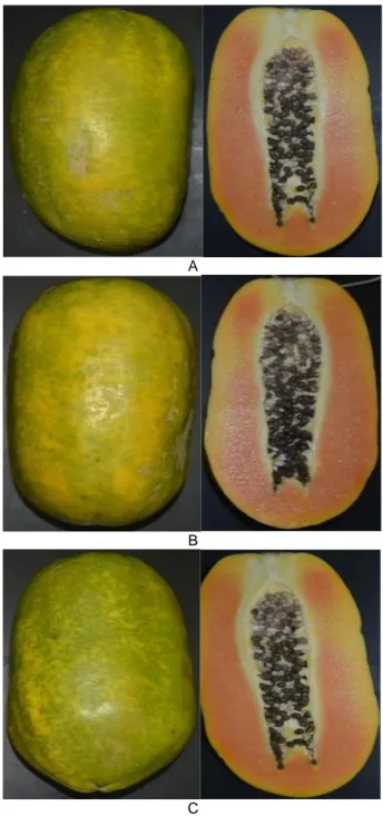 Gambar 13  Nilai warna indeks “L” (A); warna indeks “a” (B);  dan  warna  indeks  “b”  (C)  buah  pepaya  pada  berbagai  konsentrasi  ethephon  yang  disimpan  pada suhu ruang pascapematangan buatan
