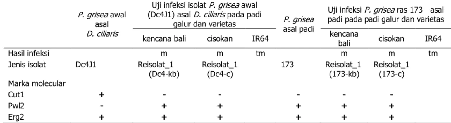 Tabel 2. Hasil infeksi reisolat_1 P. grisea  Dc4-kb dan Dc4-c pada padi galur kencana bali  dan cisokan, serta marka  molekular reisolat sesudah infeksi ke-1 (reisolat_1) dan sesudah infeksi ke-2 (reisolat_2) 