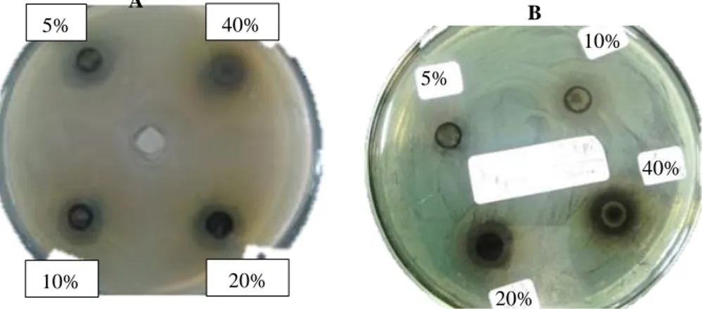 Gambar 2. Zona hambat ekstrak etanol daun afrika diukur dari diameter sumuran (7 mm) terhadap bakteri :  A: Pseudomonas aeruginosa, 14 mm pada konsentrasi 5 %, 13 mm pada konsentrasi 10 %, 13 mm pada  konsentrasi 20 %, 11 mm pada konsentrasi 40 %