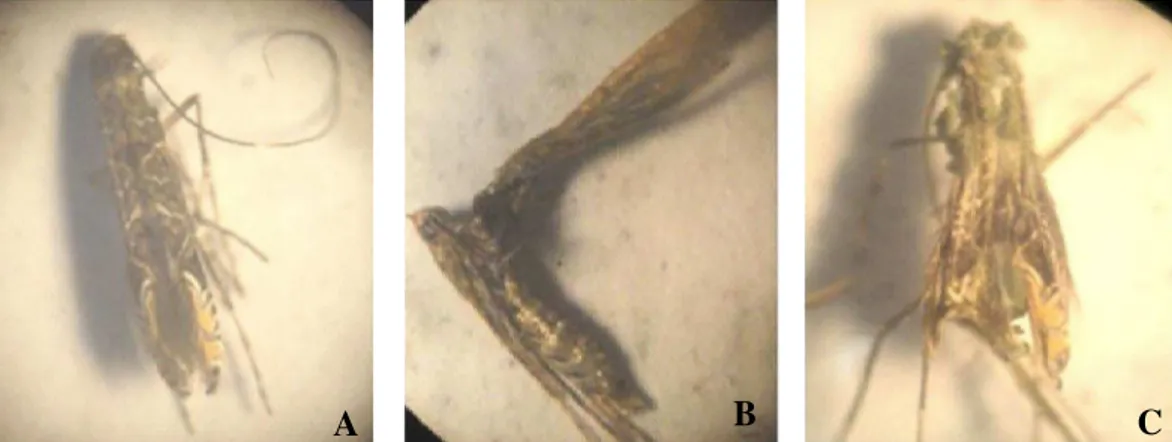 Gambar  3.  Imago  C.  cramerella  pada  perbesaran  40x. A  =  imago  normal,  B  =  imago  cacat,  dan  C  =  imago terinfeksi    Metarhizium  spp.