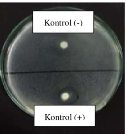 Gambar 3. Zona Hambat Kontrol Positif dan Negatif  Hal  ini  menunjukan  bahwa  senyawa  aktif  ekstrak  daun  murbei  (Morus  alba  L.)  efektif  dalam  menghambat pertumbuhan bakteri Propionibacterium  acnes