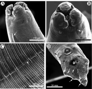 Gambar 2. Tampakan mikrograf elektron Ascaridia galli (Zhao et al., 2016)  Cacing  jantan  memiliki  alat  penghisap  preanal  dengan  tepian  kutikuler