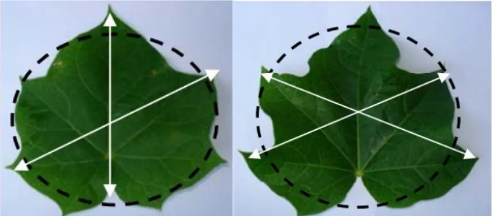 Gambar 5. Bentuk daun saat fase bibit (kiri) dan daun  dewasa (kanan). Garis lingkaran hitam menandakan bentuk 