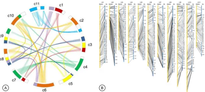 Gambar 1.   Peta  sekuen  genom  dan  synteny  genom  jarak  pagar  (Wu  et  al.  2015)