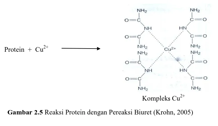 Gambar 2.5  Reaksi Protein dengan Pereaksi Biuret (Krohn, 2005) 