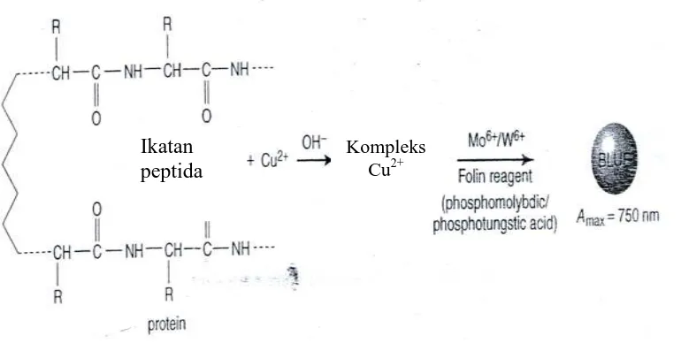 Gambar 2.6 Reaksi Protein dengan Pereaksi Lowry (Krohn, 2005) 