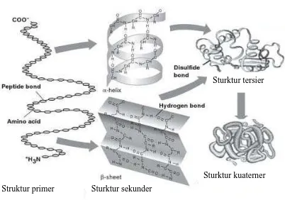 Gambar 2.2 Sturktur Primer, Sekunder, Tersier, dan Kuaterner Protein  (Ustunol, 2015)