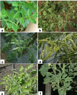 Gambar 1. Morfologi gejala pada tanaman tomat  yang diduga terinfeksi oleh Begomovirus  yang  ditemukan  di  lapang:  (a)