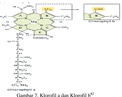 Gambar 7. Klorofil a dan Klorofil b 82