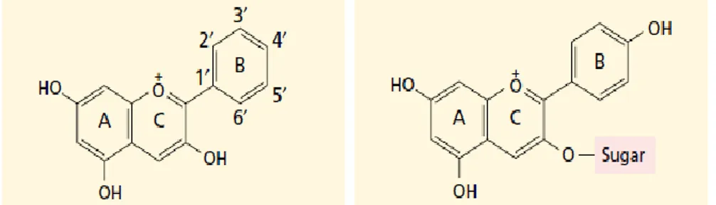 Gambar 11. Struktur Antosianidin dan Antosianin, warna pada antosianidin sebagian  tergantung  pada  substituent  yang  melekat  pada  cincin  B