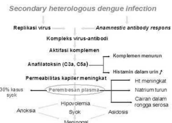 Gambar 2.2. Hipotesis secondary heterologus infection. 