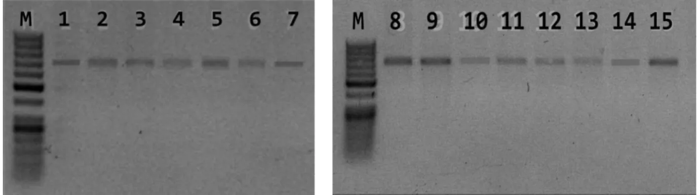 Gambar 2. Elektroforegram produk PCR pada gel agaros 1,2%. 1. Ketip gunung sari,   2. Ampyang, 3