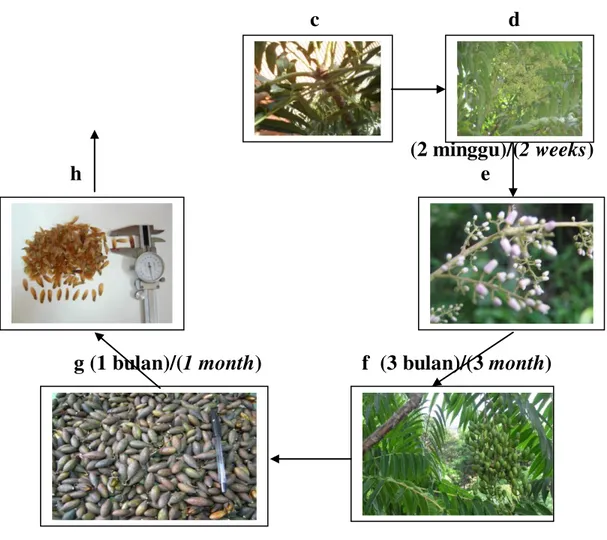 Gambar 2.  Tahap-tahap Perkembangan Pembungaan dan Pembuahan Suren      (a)  Pengguuran  daun,  (b)  tunas  vegetatif,  (c)  tunas  generatif,  (d) 