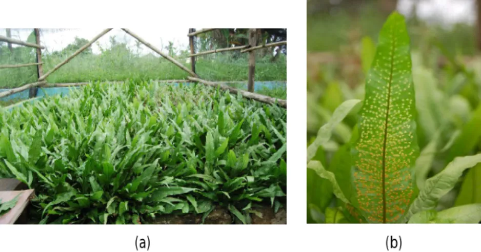 Figure 1. Aquatic Java fern, Microsorium pteropus var.  Kadaka; M. pteropus collection plant  at BRBIH (a); a leave of M