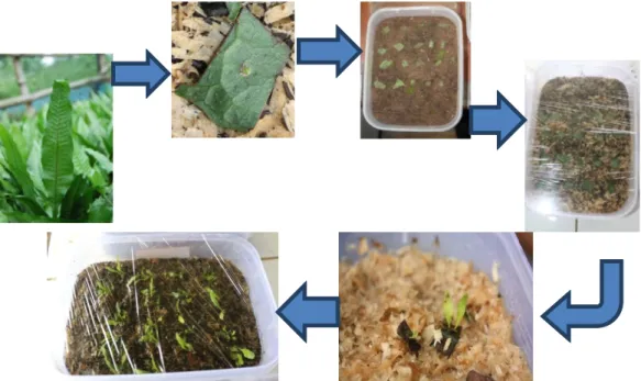 Figure 2. Propagation  method  of  aquatic  Java  fern,  M.  pteropus  var.  Kadaka,  through  sori culture.