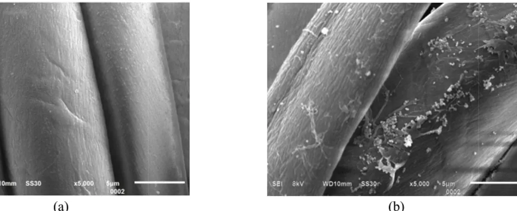 Gambar 4. Analisa Morfologi Kapas dengan Penambahan TiO 2 Nanopartikel Menggunakan SEM (a) Kapas yang tidak diberi perlakuan TiO 2 ,