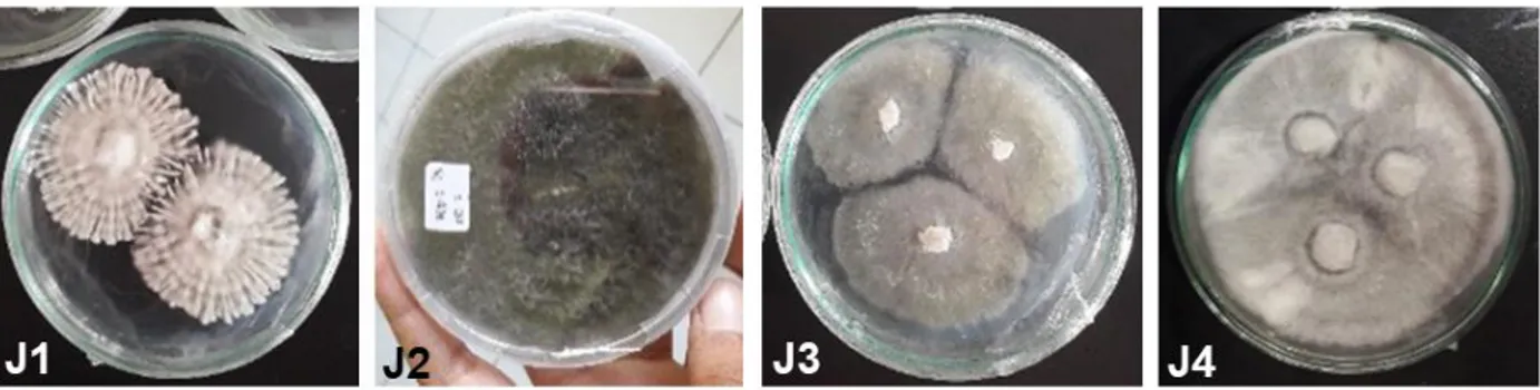 Gambar 1.   Isolat murni jamur endofit dari ranting Mangga podang yaitu Xylaria (J1), Lasiodiplodia (J2), Phomopsis  (J3), dan J4 (Ningrum, 2017)