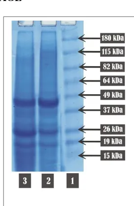 Gambar 3. Profil SDS-PAGE protein daging  molekul, (lajur 2) protein daging ikan rucah yang tidak dihidrolisis (kontrol), dan (lajur 3) ikan rucah, dimana (lajur 1) marker berat protein daging ikan rucah yang dihidrolisis 