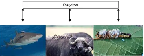 Fig. 1. Illustrations of symbiotic mutualism, commensalism, and parasitism. 