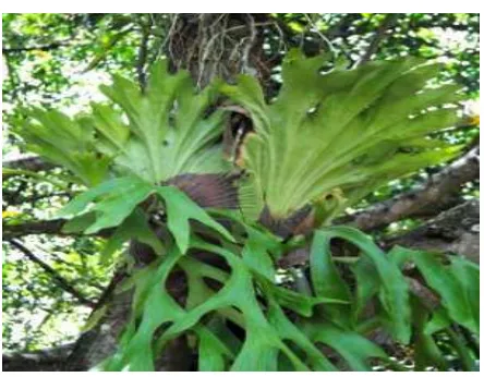 Gambar tersebut adalah salah satu tumbuhan monokotil. Cir-ciri tumbuhan monokotil adalah: akar serabut, batang tidak berkambium, susunan jaringan pembuluh tersebar, susunan tulang daun daun sejajar berbentuk pita, jumlah bagian bunga berkelipatan 3   