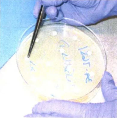 Gambar 2.3. meletakkan disc antibiotik pada petri Sumber: Pratiwi (2008) 