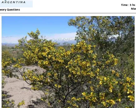 Figure 1: Typical landscape in Mendoza. In the forefront, a bloomed jarilla shrub (Larrea sp)