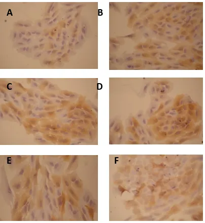 Gambar 5. Hasil imunositokimia PPAR-γ pada kultur sel 