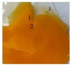 Gambar 3. Tahapan Perkembangan Embrio umur 4 hari (ket : 1. Bakal Jantung; 2. Pembuluh Darah; 3