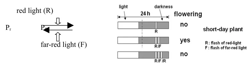 Figure 2.                red light (R)