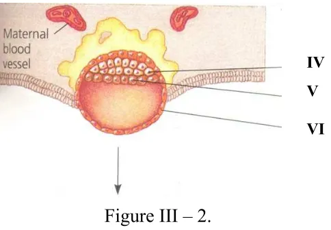 Figure III – 1.