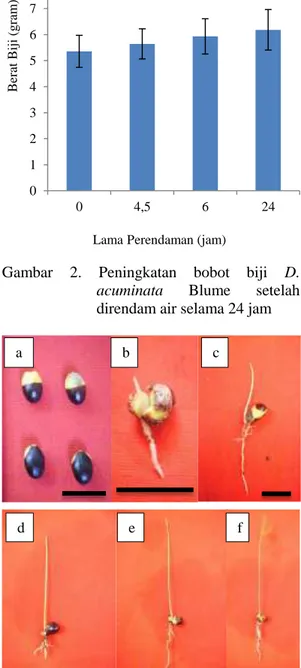Gambar  3.  a)  Biji  D.  acuminata;  Proses  perkecambahan D.  acuminata  b)  Biji  pecah  tumbuh  radikel  dan  epikotil  (3-5  hari),  c)  Radikel  dan  epikotil  mulai  memanjang  (5-7  hari),  d)  bakal  daun  mulai  muncul  (7-10),  e)  kuncup  daun 