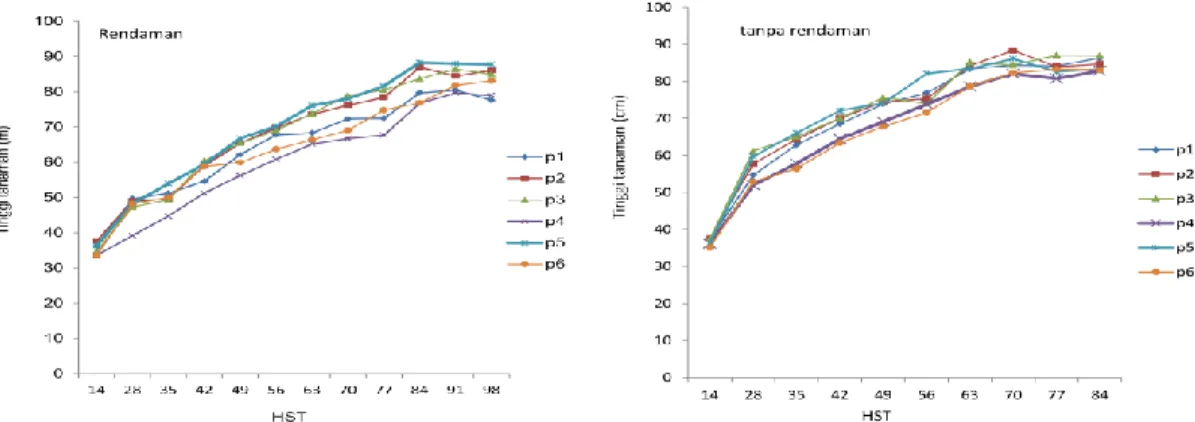 Gambar 1. Rata-rata tinggi tanaman akibat perlakuan pemupukan dan perendaman pada varietas padi      toleran rendaman, RK Muara bogor 2010 