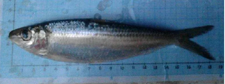 Gambar 2. Ikan Tamban (S. albella) 