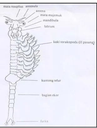 Gambar 1. Bagian-bagian tubuh artemia dewasa (Mudjiman, 1989) 