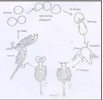 Gambar 2. Siklus hidup artemia biseksual (Mudjiman, 1989) 