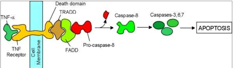 Gambar 7. Mekanisme monoterpenoid menginduksi apoptosis (Rajesh, et al., 2003) 