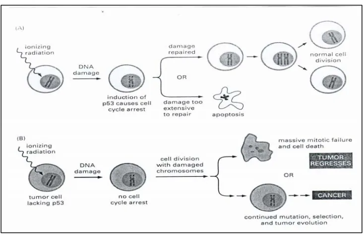Gambar 8. Mekanisme flavonoid menginduksi apoptosis (Albert, et al., 2002) 