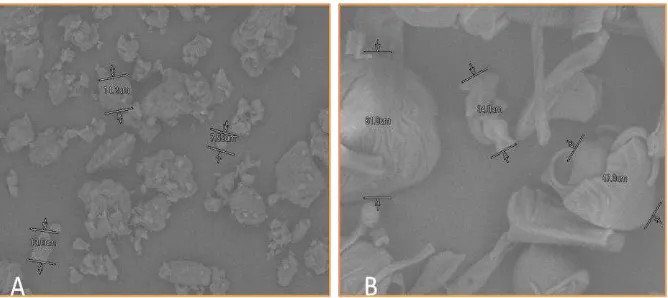 Gambar  10. (A) Granula maltodekstrin hasil penelitian metode 1      (B) Granula maltodekstrin komersil MDX-18 