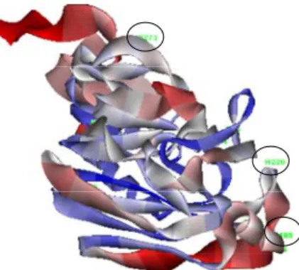 Gambar 4. Visualisasi prediksi 3 Dimensi protein NA virus A/Chicken.East Java/Bwi-I2/2010