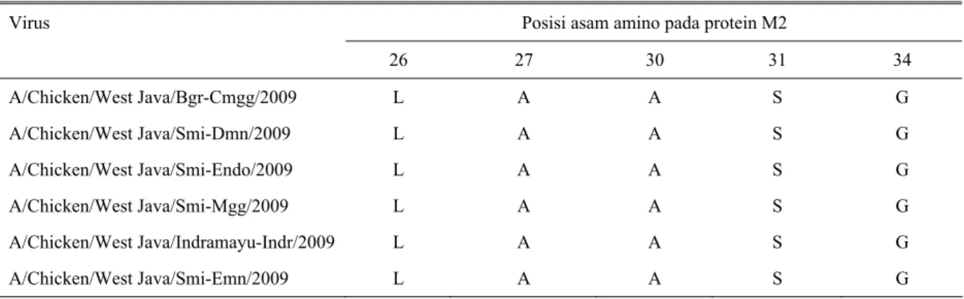 Tabel 2. Posisi asam amino yang bertanggung jawab terhadap sensitivitas amantadin pada protein M2  Posisi asam amino pada protein M2 Virus  26 27  30 31 34  A/Chicken/West Java/Bgr-Cmgg/2009  L A  A S G  A/Chicken/West Java/Smi-Dmn/2009  L A  A S G  A/Chic