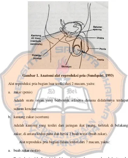 Gambar 1. Anatomi alat reproduksi pria (Sundquist, 1993) 