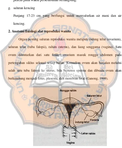 Gambar 2. Anatomi alat reproduksi wanita (Sundquist, 1993) 