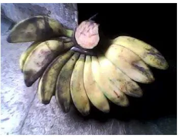 Gambar 2.3 pisang kepok 