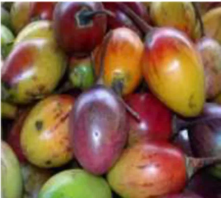 Gambar  1. Buah Terong Belanda 