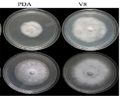 Gambar 3. Koloni P. colocasiae pada media PDA dan V8 (Nath, 2014)