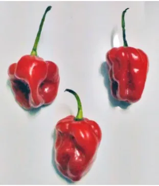 Gambar 1. Cabai katokon (Capsicum chinense 