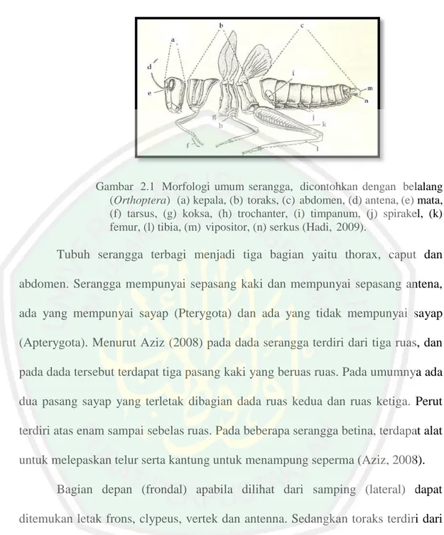 Gambar  2.1  Morfologi 2 umum 2 serangga,  dicontohkan 2 dengan  belalang  (Orthoptera)  2 (a) kepala, (b) 2 toraks, (c) 2 abdomen, (d) antena, (e) mata,  (f)  tarsus,  (g)  koksa,  (h)  trochanter,  (i)  timpanum,  (j)  spirakel,  (k)  femur, (l) tibia, (